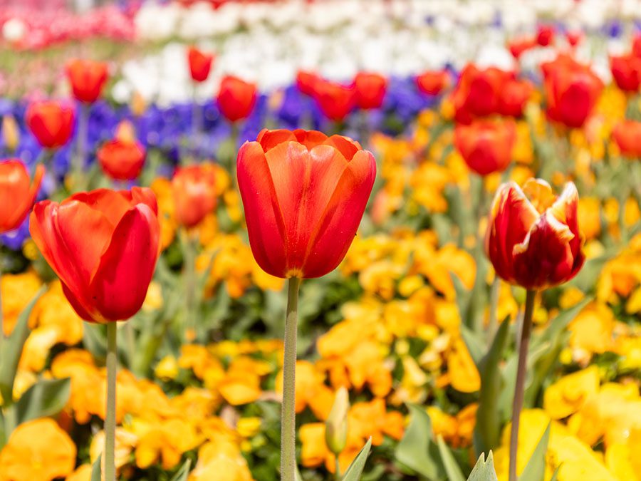 Discover Photography |Tulips in Southern Highlands