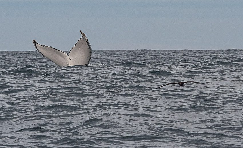 Discover Photography| Whale- watching Photography trip