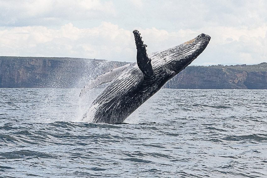 Discover Photography | Photograph the whales in Jervis Bay