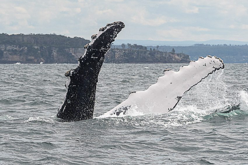 Discover Photography | Whales in Jervis Bay