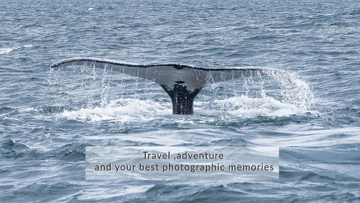 Discover photography | Whale watching