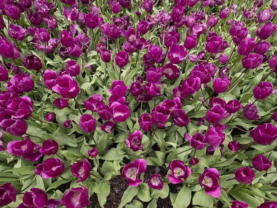 Discover Photography | Tulip time in Moss Vale