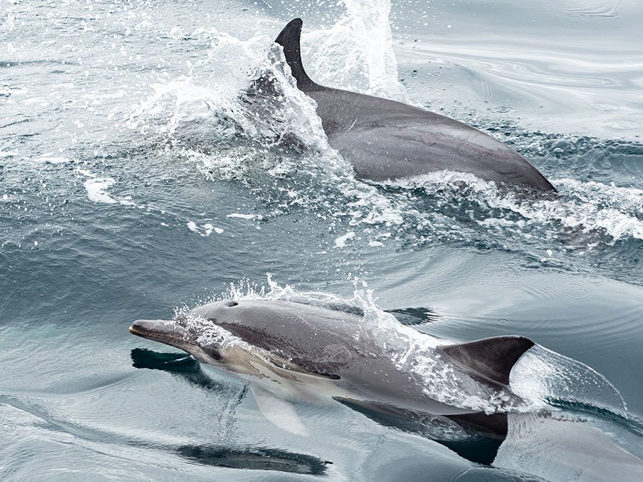 Discover Photography | Whale - watching cruise