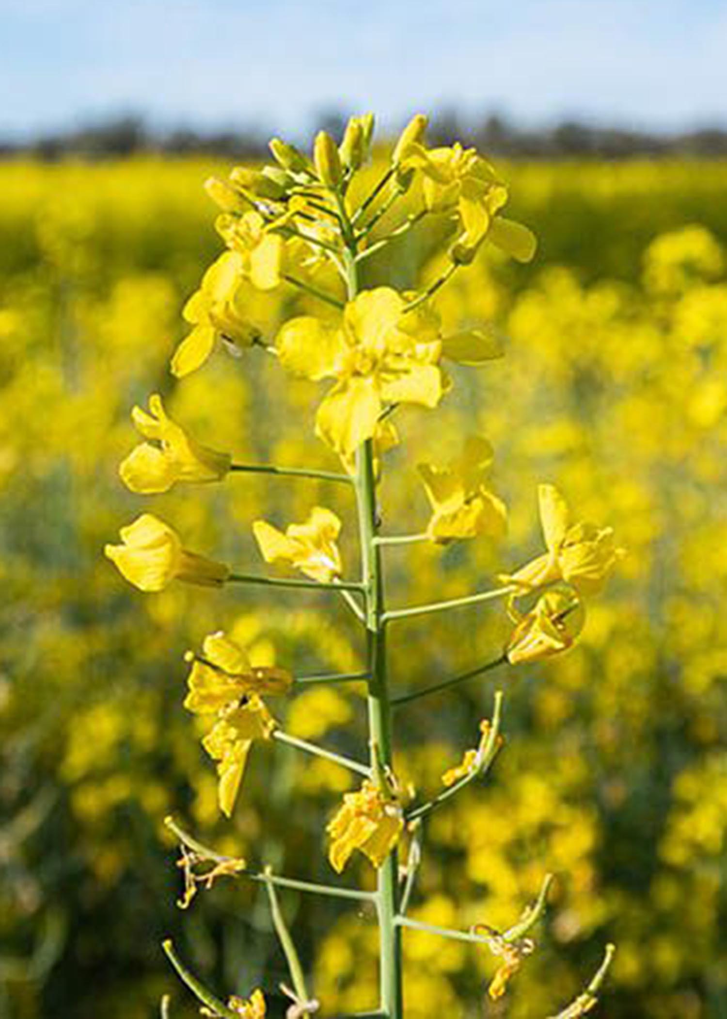 Discover Photography | Single Canola