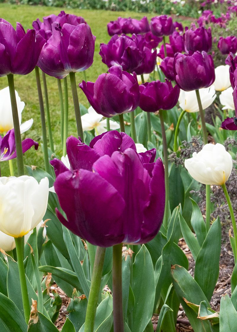 Discover Photography | Tulips in Moss Vale