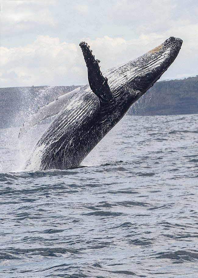 Discover Photography | Whale breaching